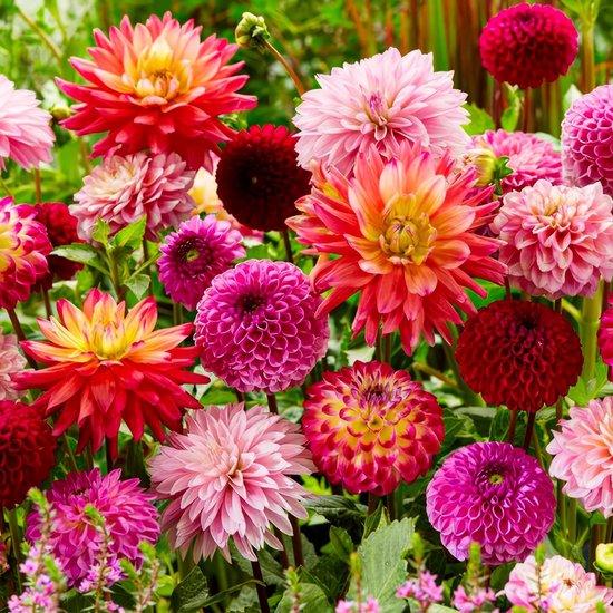 dahlias